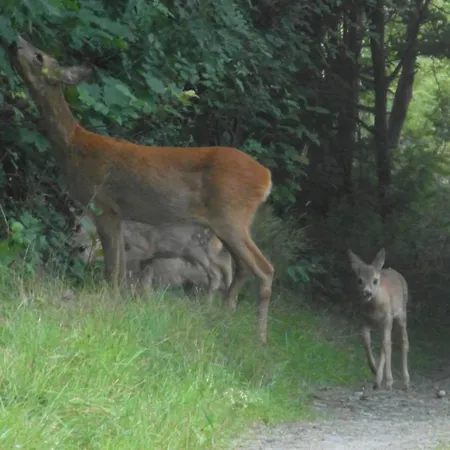 Nasze Gorskie Daire *