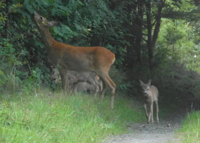 Nasze Gorskie Daire *